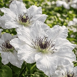 Клематис Maria Kaczynska