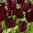 Тюльпан попугайный Black Parrot