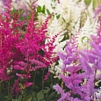 Астильба Арендса Mix