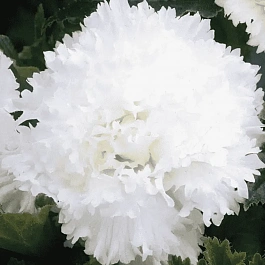 Бегония Fimbriata White