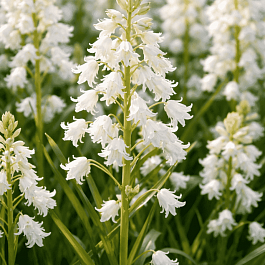 Гиацинтоидес White