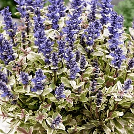 Живучка тенора Princess Nadia