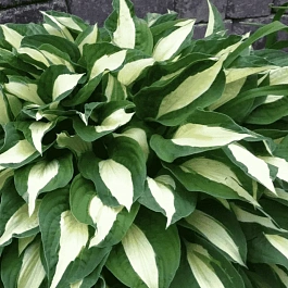 Хоста Risky Business