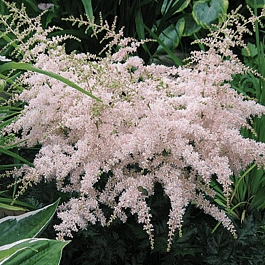 Астильба простолистная Pink Lightning