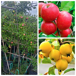 Яблоня пальметта на шпалере 5 лет+ Хоней Крисп-Китайка золотая ранняя Яблоня пальметта на шпалере 5 лет+ Хоней Крисп-Китайка золотая ранняя