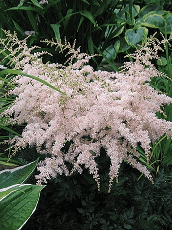 Астильба простолистная Pink Lightning