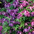 Клематис Purple Dream