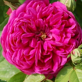 Роза парковая Роуз де Решт