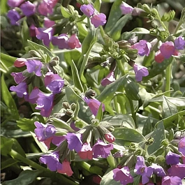 Медуница гибридная Margery Fish