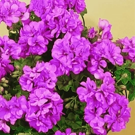 Пеларгония плющелистная Toscana Medio Amethyst (Marlen)