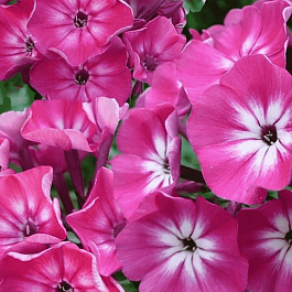 Флокс метельчатый Alexandra