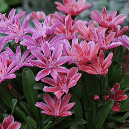 Левизия длиннолепестковая Plume