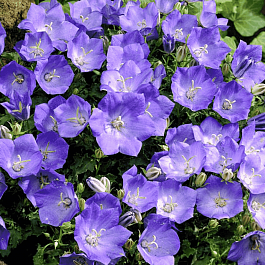 Колокольчик  карпатский Blue Clips