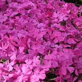 Флокс шиловидный Mac Daniel's Cushion