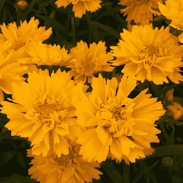 Кореопсис крупноцветковый Early Sunrise