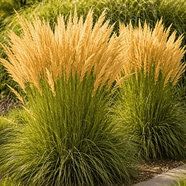 Вейник остроцветковый Karl Foerster