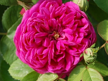 Роза парковая Роуз де Решт