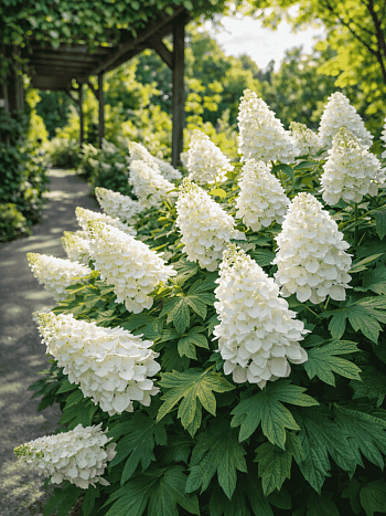 Гортензия дуболистная Snow Queen