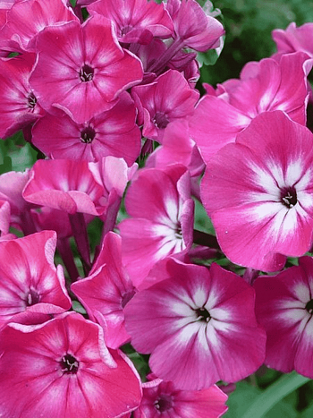 Флокс метельчатый Alexandra