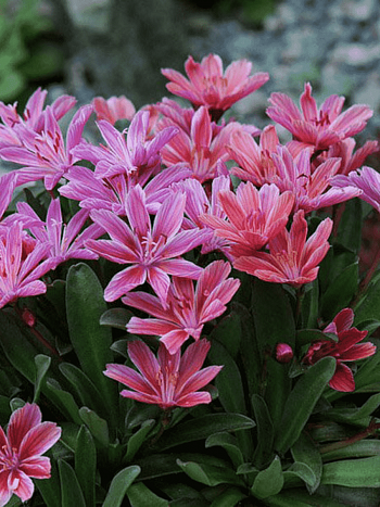 Левизия длиннолепестковая Plume