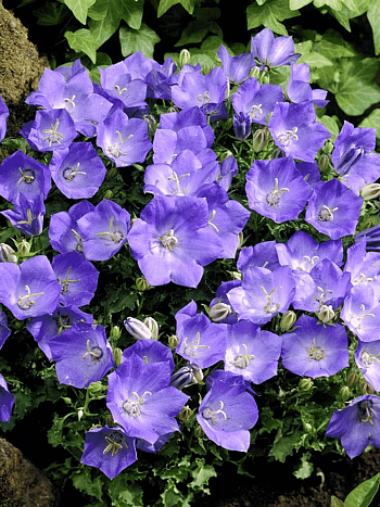 Колокольчик  карпатский Blue Clips