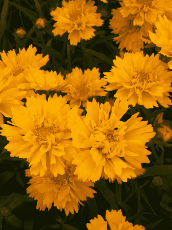 Кореопсис крупноцветковый Early Sunrise