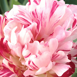 Пион Молочноцветковый Fireworks