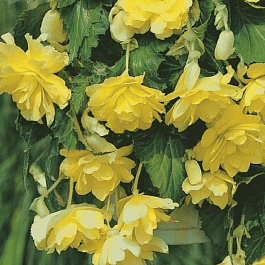 Бегония Pendula Yellow
