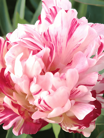 Пион Молочноцветковый Fireworks