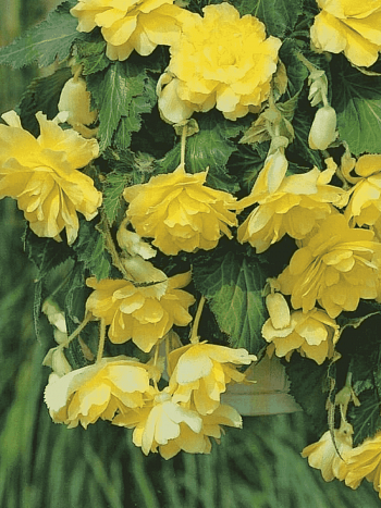 Бегония Pendula Yellow