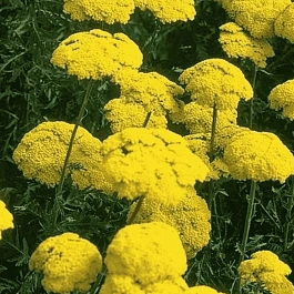 Тысячелистник таволговый Cloth of Gold