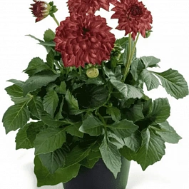 Георгин Dahlietta Surprise Elsa