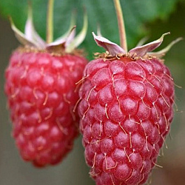 Малина ремонтантная Рубиновое Ожерелье