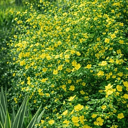 Керрия японская Golden Guinea