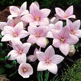 Платикодон крупноцветковый Astra Pink