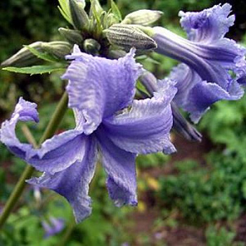 Клематис борщевиколистный Кассандра