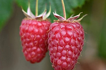 Малина ремонтантная Рубиновое Ожерелье