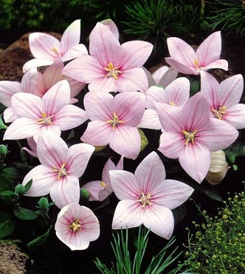 Платикодон крупноцветковый Astra Pink