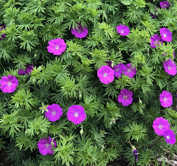 Герань (Аистов клюв) кроваво-красная New Hampshire Purple