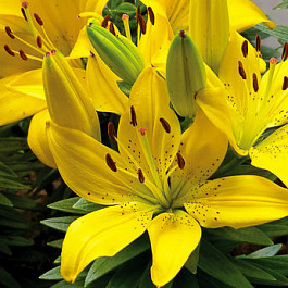 Лилия азиатская горшечная Голден Матрикс