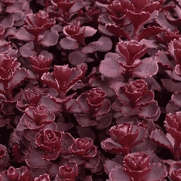 Очиток гибридный Mahogany red