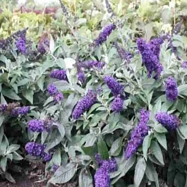 Буддлея Давида Little Rockstars Blue