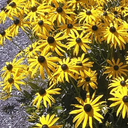 Рудбекия блестящая Goldsturm