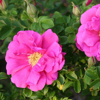 Роза канадская парковая Дэвид Томпсон