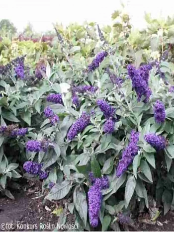 Буддлея Давида Little Rockstars Blue