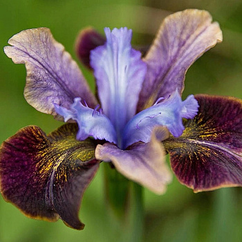 Ирис сибирский Блэк Джокер