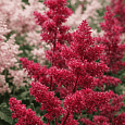 Астильба Арендса Burgundy Red