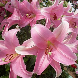 Лилия лонгифлорум Элегант Леди