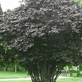 Фундук Maxima Purpurea