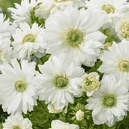 Анемона Double Mount Everest